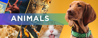 Animals